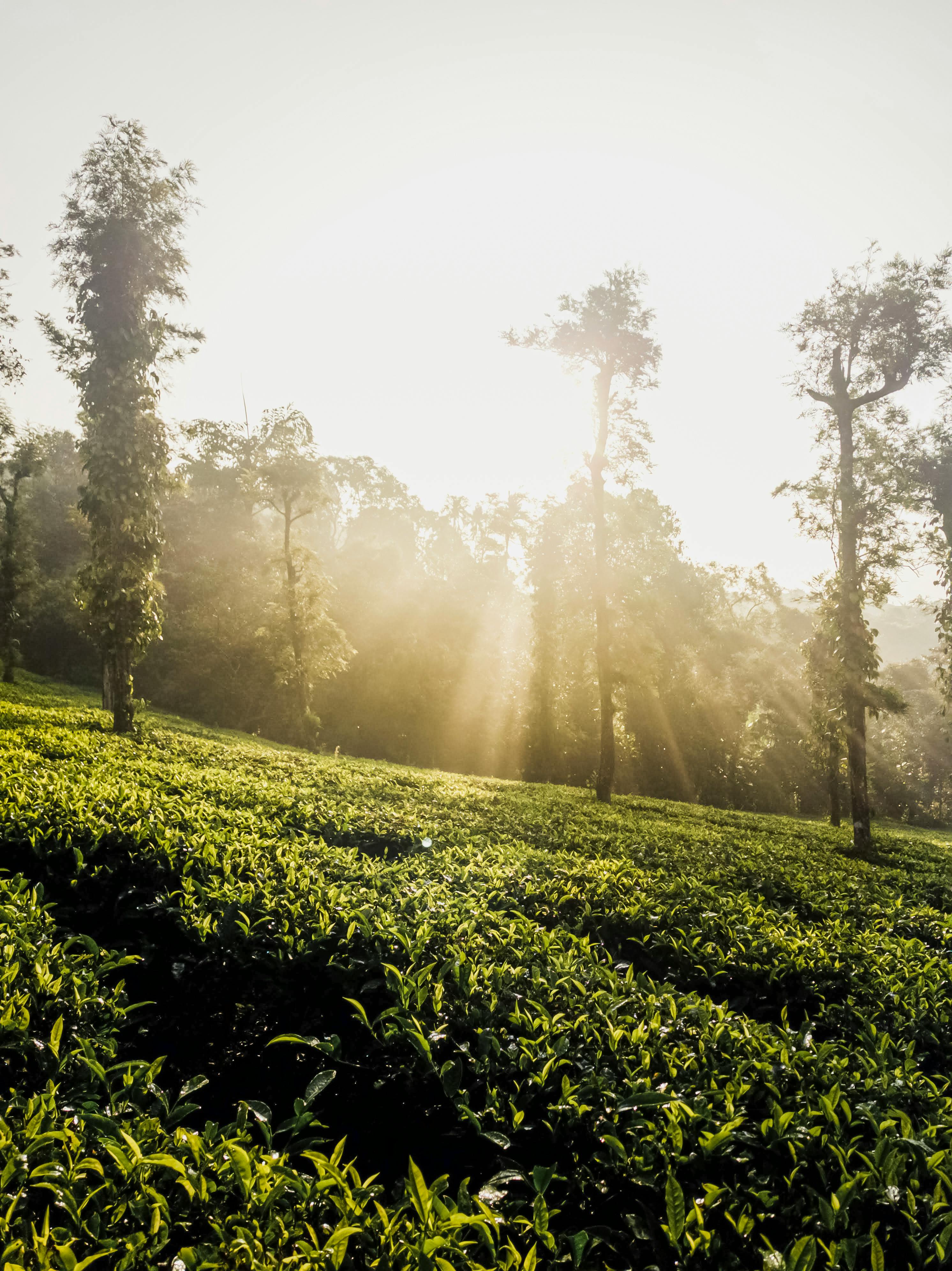 TEAORB - A serene tea plantation at sunrise, with rows of lush green tea bushes stretching out into the distance, mist rising from the ground.